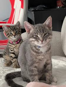 Two Kittens male and female - Photo 2