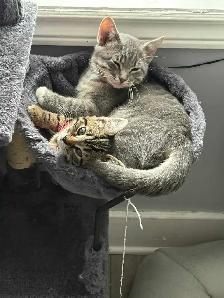 Two Kittens male and female - Photo 3