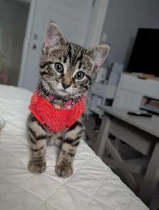 Two Kittens male and female - Photo 4