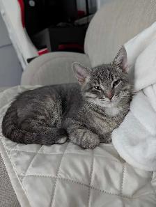 Two Kittens male and female - Photo 5