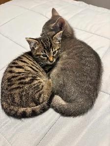 Two Kittens male and female - Photo 6