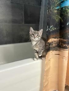 Two Kittens male and female - Photo 7