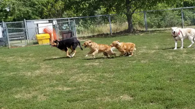 Pro Dog Walking – 10  Years Experience – Etobicoke & Mississauga - Photo 2
