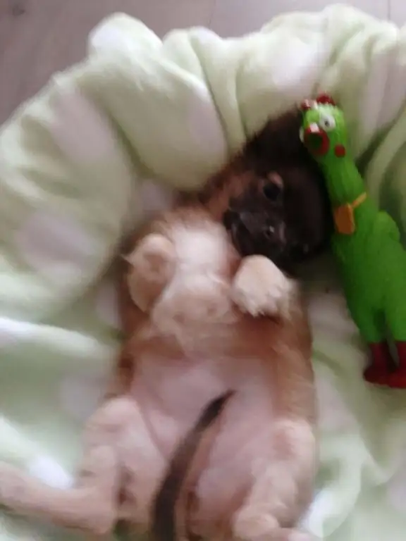 Chihuahua miniature a poil long