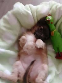 Chihuahua miniature a poil long