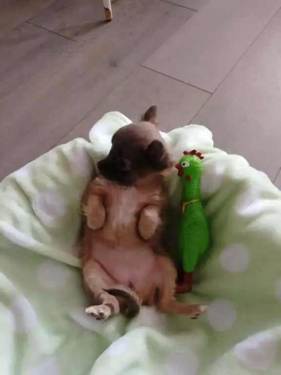 Chihuahua miniature a poil long - Photo 2