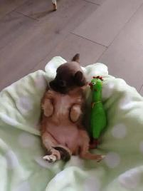 Chihuahua miniature a poil long - Photo 2