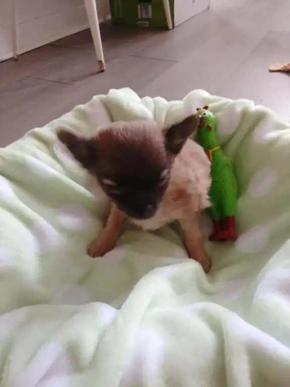 Chihuahua miniature a poil long - Photo 3