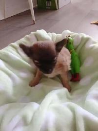 Chihuahua miniature a poil long - Photo 3