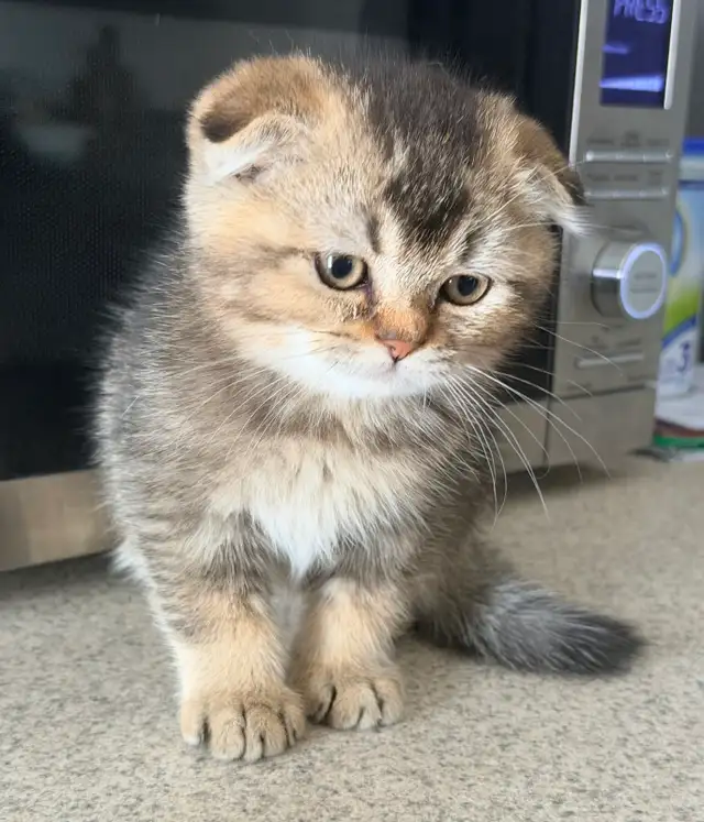 Scottish Fold Kitten (boy)