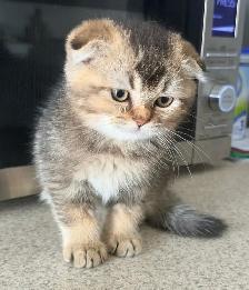 Scottish Fold Kitten (boy)
