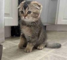 Scottish Fold Kitten (boy) - Photo 2