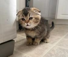 Scottish Fold Kitten (boy) - Photo 3