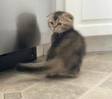 Scottish Fold Kitten (boy) - Photo 4