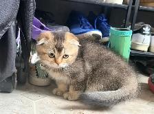 Scottish Fold Kitten (boy) - Photo 5