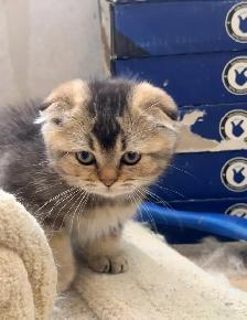 Scottish Fold Kitten (boy) - Photo 6