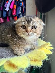 Scottish Fold Kitten (boy) - Photo 7