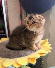 Scottish Fold Kitten (boy) - Photo 8