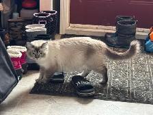 Scottish Fold Kitten (boy) - Photo 10