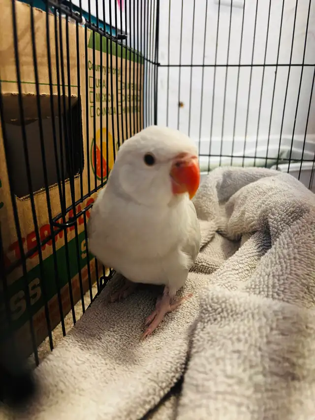 Rare Lacewing Ringneck Parrot – Baby Female Available
