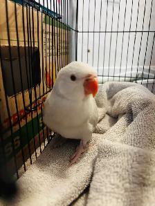 Rare Lacewing Ringneck Parrot – Baby Female Available