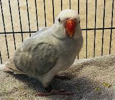 Rare Lacewing Ringneck Parrot – Baby Female Available - Photo 2