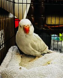 Rare Lacewing Ringneck Parrot – Baby Female Available - Photo 3