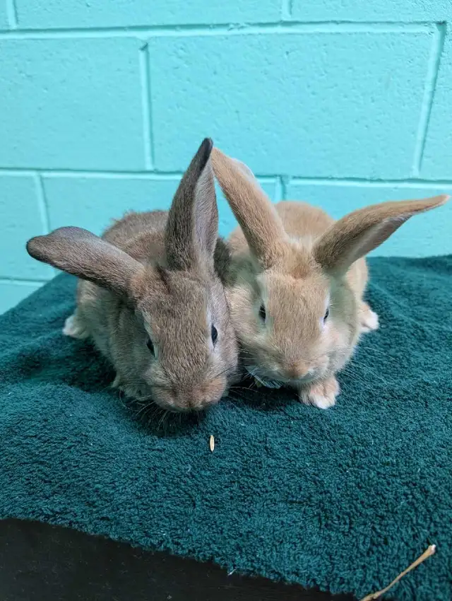 Two adorable ten week old lop eared/California baby bunnies
