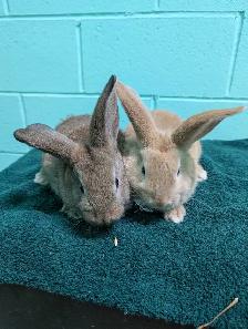 Two adorable ten week old lop eared/California baby bunnies