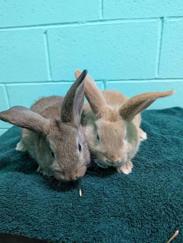 Two adorable ten week old lop eared/California baby bunnies - Photo 2