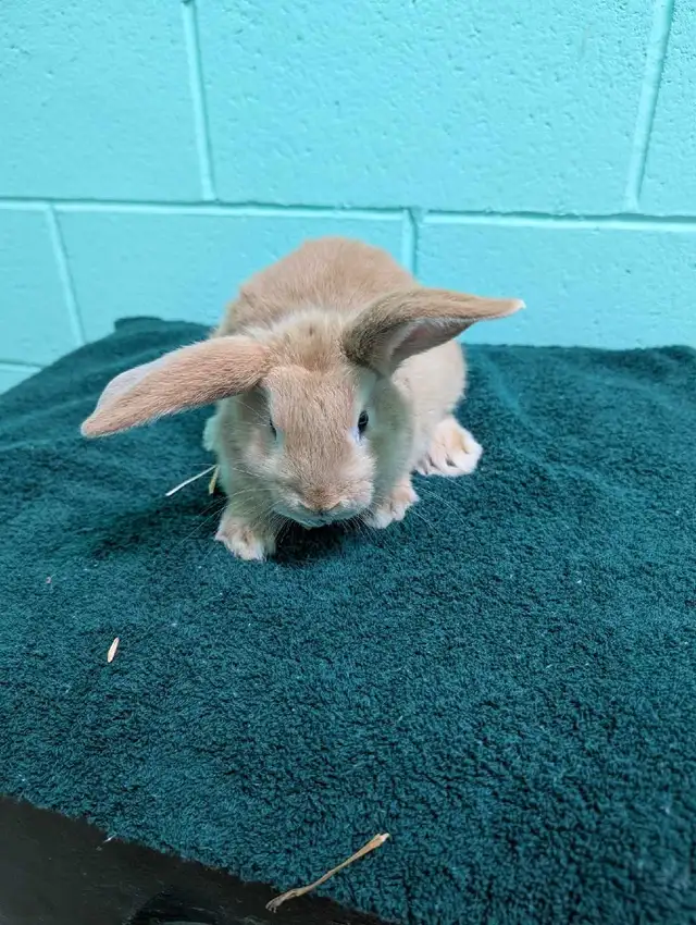 Two adorable ten week old lop eared/California baby bunnies - Photo 3