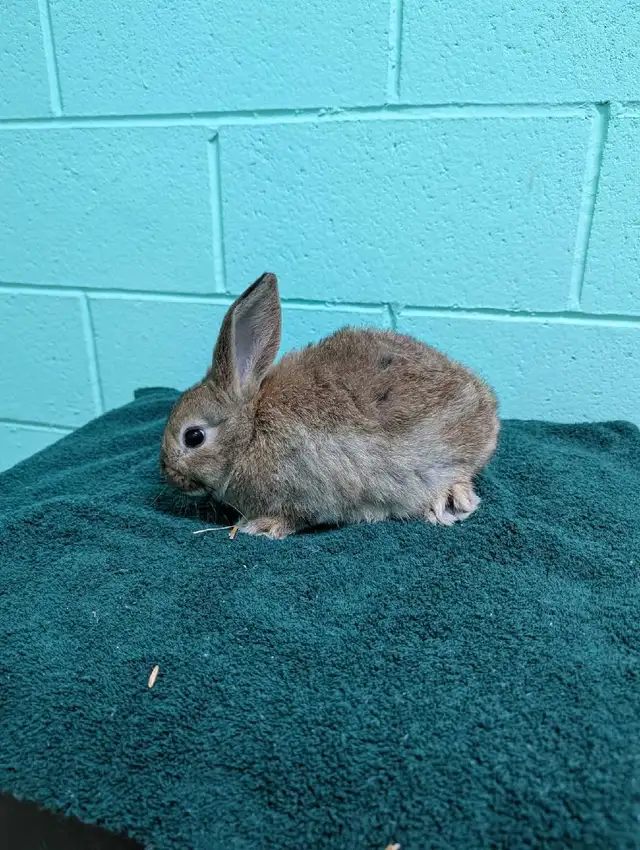 Two adorable ten week old lop eared/California baby bunnies - Photo 4