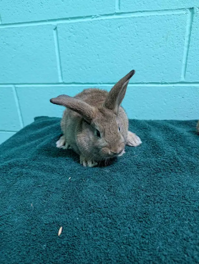 Two adorable ten week old lop eared/California baby bunnies - Photo 5