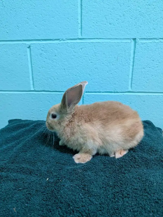 Two adorable ten week old lop eared/California baby bunnies - Photo 6