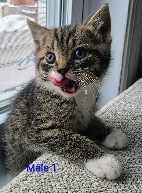 3 Petits Chatons Vaccinés/Vermifuger