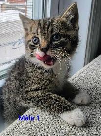 3 Petits Chatons Vaccinés/Vermifuger