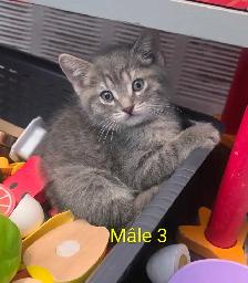 3 Petits Chatons Vaccinés/Vermifuger - Photo 2