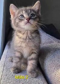 3 Petits Chatons Vaccinés/Vermifuger - Photo 3