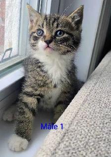 3 Petits Chatons Vaccinés/Vermifuger - Photo 4