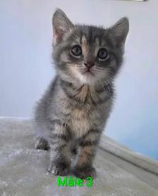 3 Petits Chatons Vaccinés/Vermifuger - Photo 5