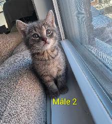 3 Petits Chatons Vaccinés/Vermifuger - Photo 6