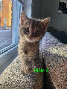 3 Petits Chatons Vaccinés/Vermifuger - Photo 7