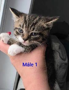 3 Petits Chatons Vaccinés/Vermifuger - Photo 8