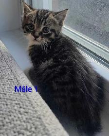 3 Petits Chatons Vaccinés/Vermifuger - Photo 9