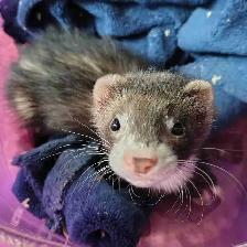 baby ferrets