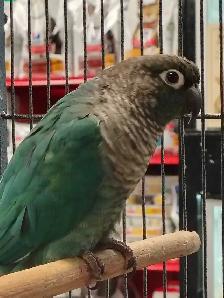 turquoise conure - Photo 2