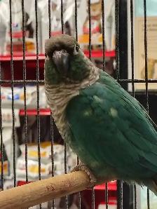 turquoise conure - Photo 3