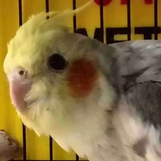 pied cockatiel