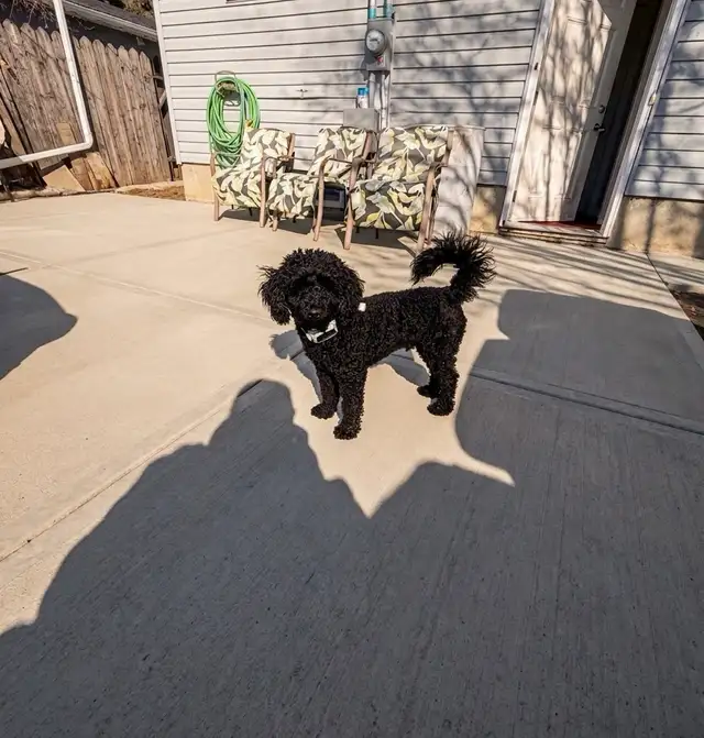 Miniature Poodle Puppy - Purebread