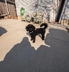 Miniature Poodle Puppy - Purebread